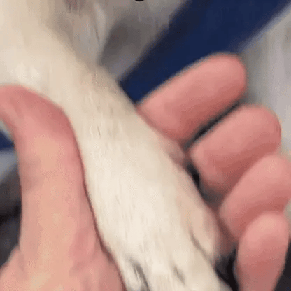 ClawCare™ - Säker och stressfri kloklippning för hundar